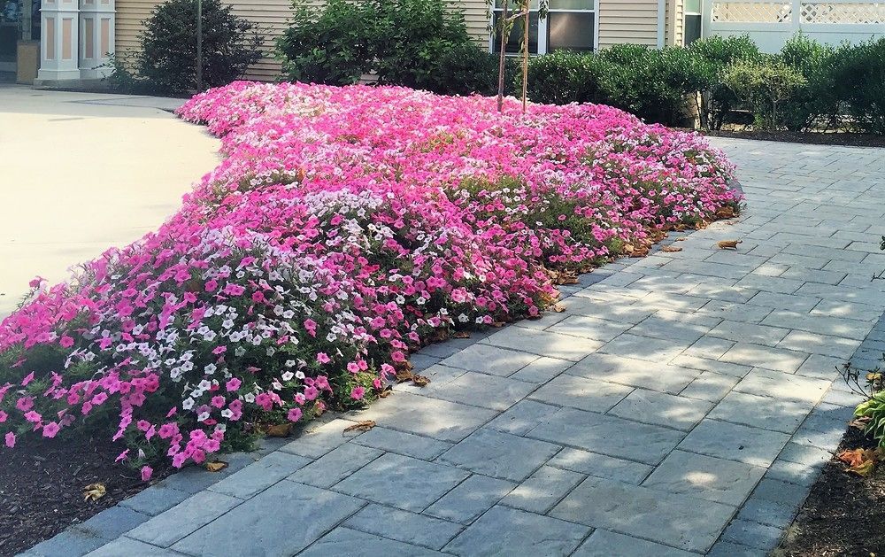 Vacation Village In The Berkshires Ганкок Екстер'єр фото Petunia x hybrida